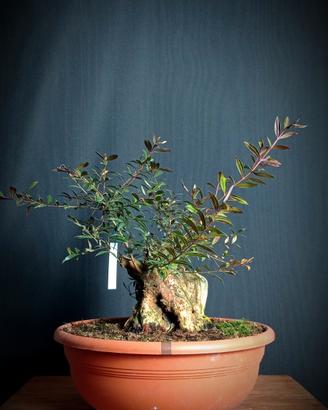 Mirto (Myrtus pumila)