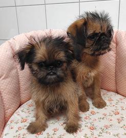 Cucciola di Griffoncino di Bruxelles