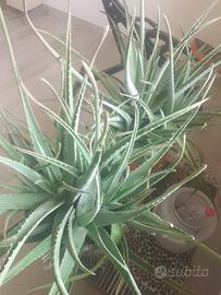 piante di aloe