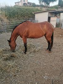 Cavalla Quarter Horse con certificato