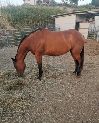 Cavalla Quarter Horse con certificato