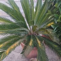 cicas piccola e grande