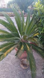 cicas piccola e grande