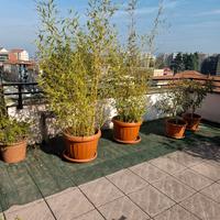 Piante di bamboo in vaso