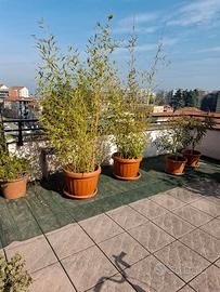 Piante di bamboo in vaso