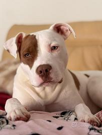 Yago Pitbull red nose mix Amstaff