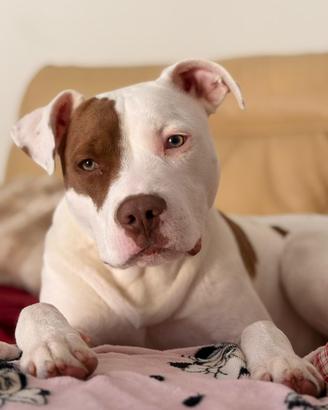 Yago Pitbull red nose mix Amstaff