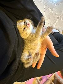 Cuccioli Scottish