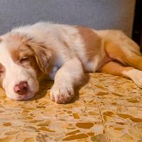 Cucciola di Pastore Australiano Red merle