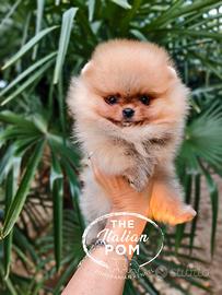 Spitz nano (pomerania) cuccioli pedigree mini