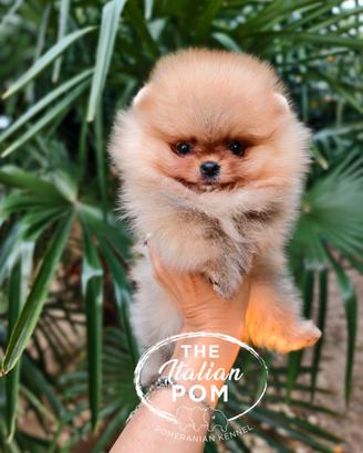 Spitz nano (pomerania) cuccioli pedigree mini