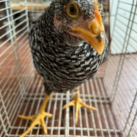 Gallina amrock