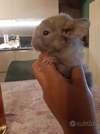 cuccioli cincillà 