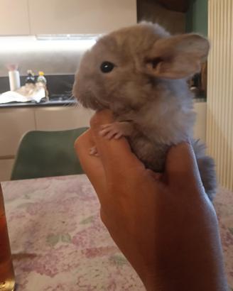 cuccioli cincillà 