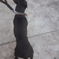 Amercan pitbull terier