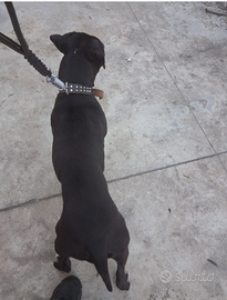 Amercan pitbull terier