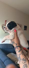 Staffordshire bull terrier