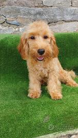 Maltipoo