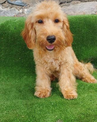 Maltipoo