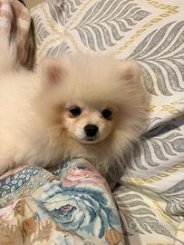 Spitz Pomenadia pedigree Enci