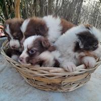 Cuccioli pastori Australiani