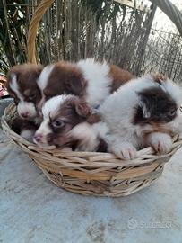 Cuccioli pastori Australiani