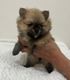 Volpino di pomerania spitz nano ULTIMA FEMMINA