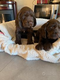 Cucciole di cocker spaniel inglese