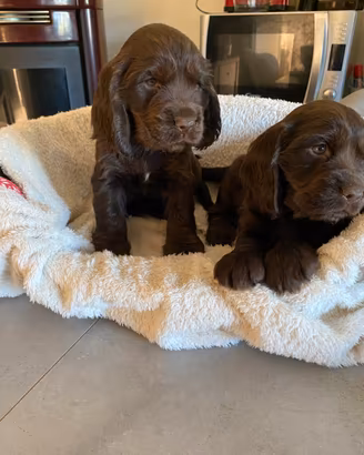 Cucciole di cocker spaniel inglese