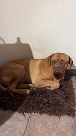Dogue de bordeaux disponibile per monta