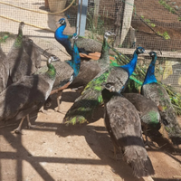 Pavoni, fagiani, pernici, leggi