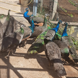 Pavoni, fagiani, pernici, leggi