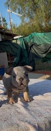 Bulldog francese