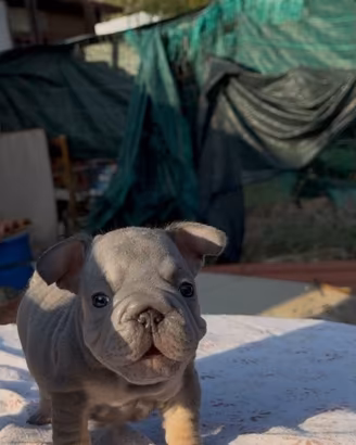 Bulldog francese
