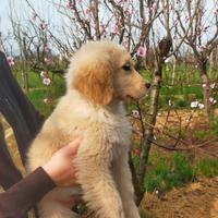 Golden retriever femmina