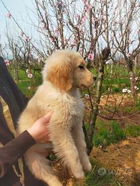 Golden retriever femmina