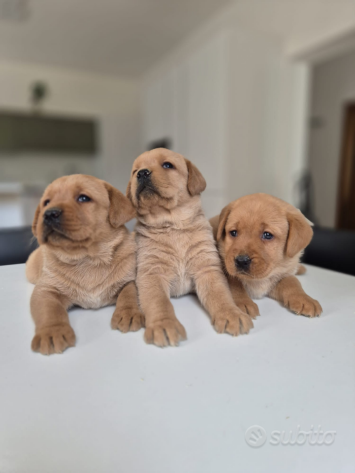 Fox Red Labrador for stud in Cork