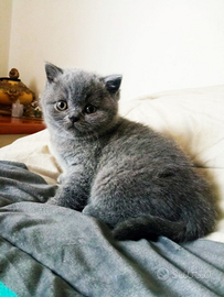 Cucciola British shorthair