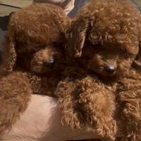 Cuccioli barboncino toy-Pedigree ENCI