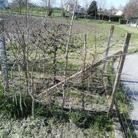 Albero di acero campestre