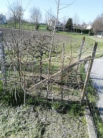 Albero di acero campestre