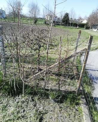 Albero di acero campestre