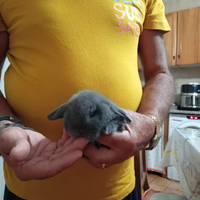 Coniglietto nano Ariete