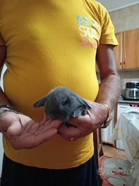 Coniglietto nano Ariete