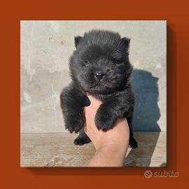 Chow chow