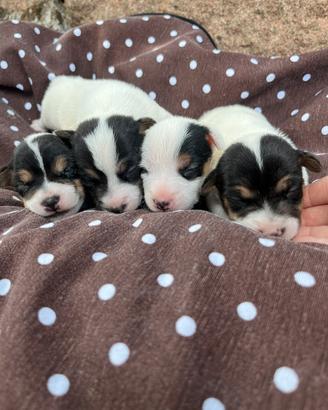 Jack russel