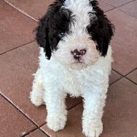 Lagotto Romagnolo