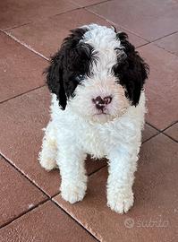 Lagotto Romagnolo