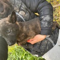 Cuccioli pastore olandese