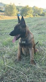 Cuccioli pastore belga malinois